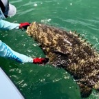 goliath-grouper.jpeg
