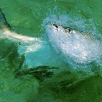 Tarpon-fly-fishing-florida-keys.min.1.jpeg