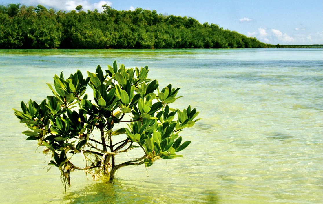 Florida Keys shallow water flats and backcountry during a nice weather day.