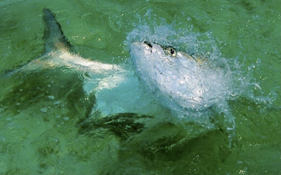 A big Florida Keys tarpon caught on a flats fishing charter.