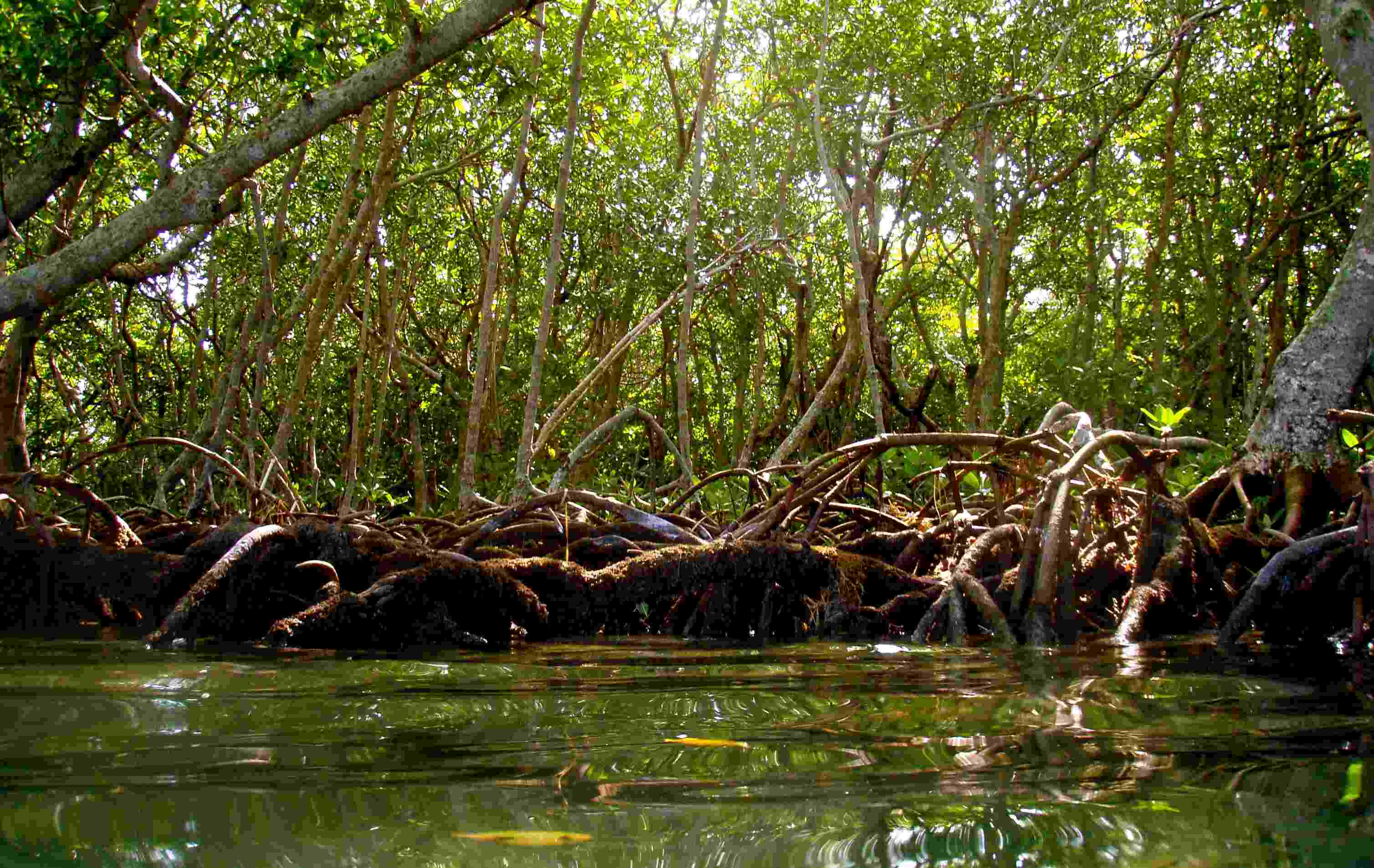 A scene from the Florida Keys backcountry