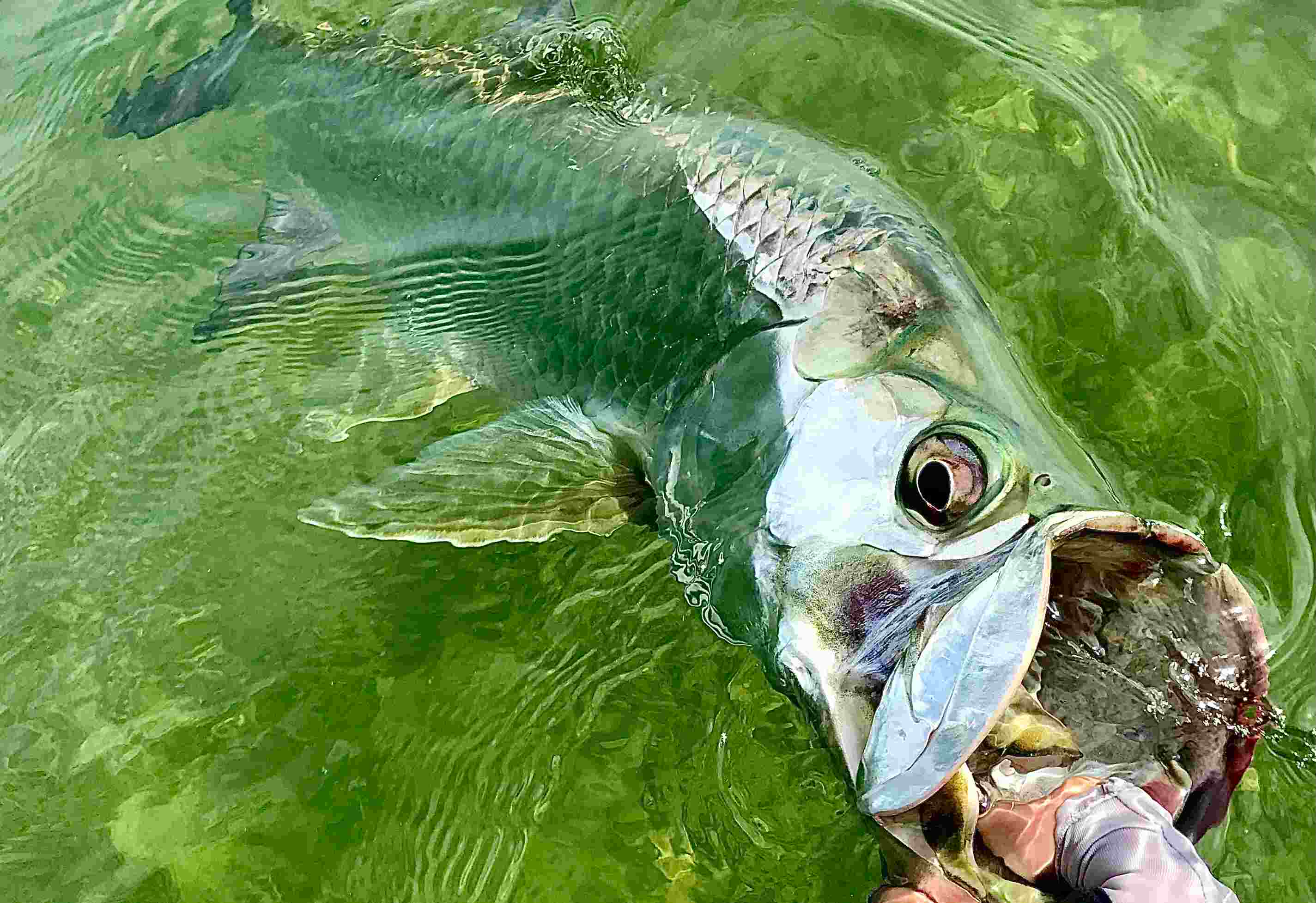 A big Florida Keys tarpon caught on a flats fishing charter.
