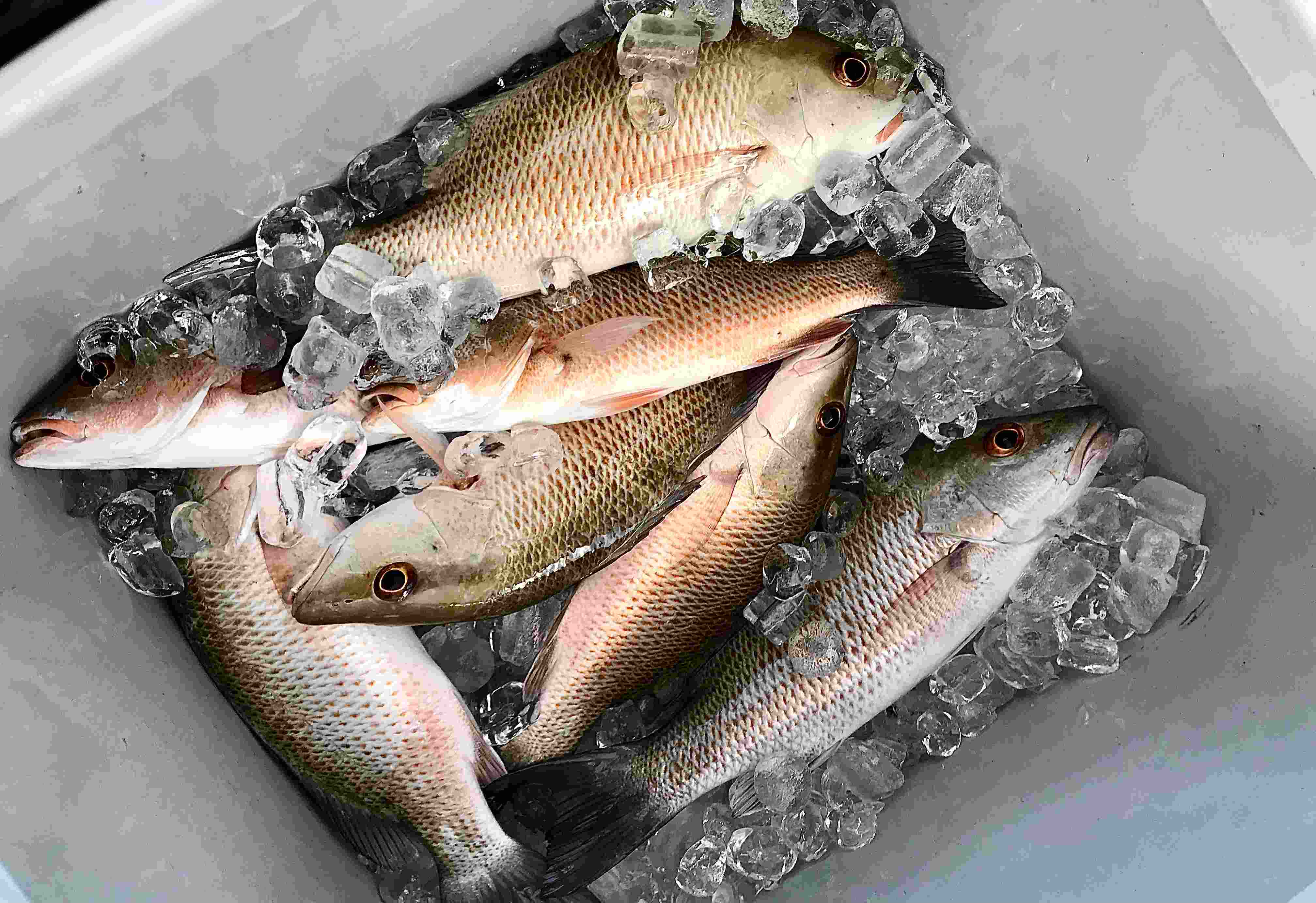 Florida Keys backcountry snapper fishing