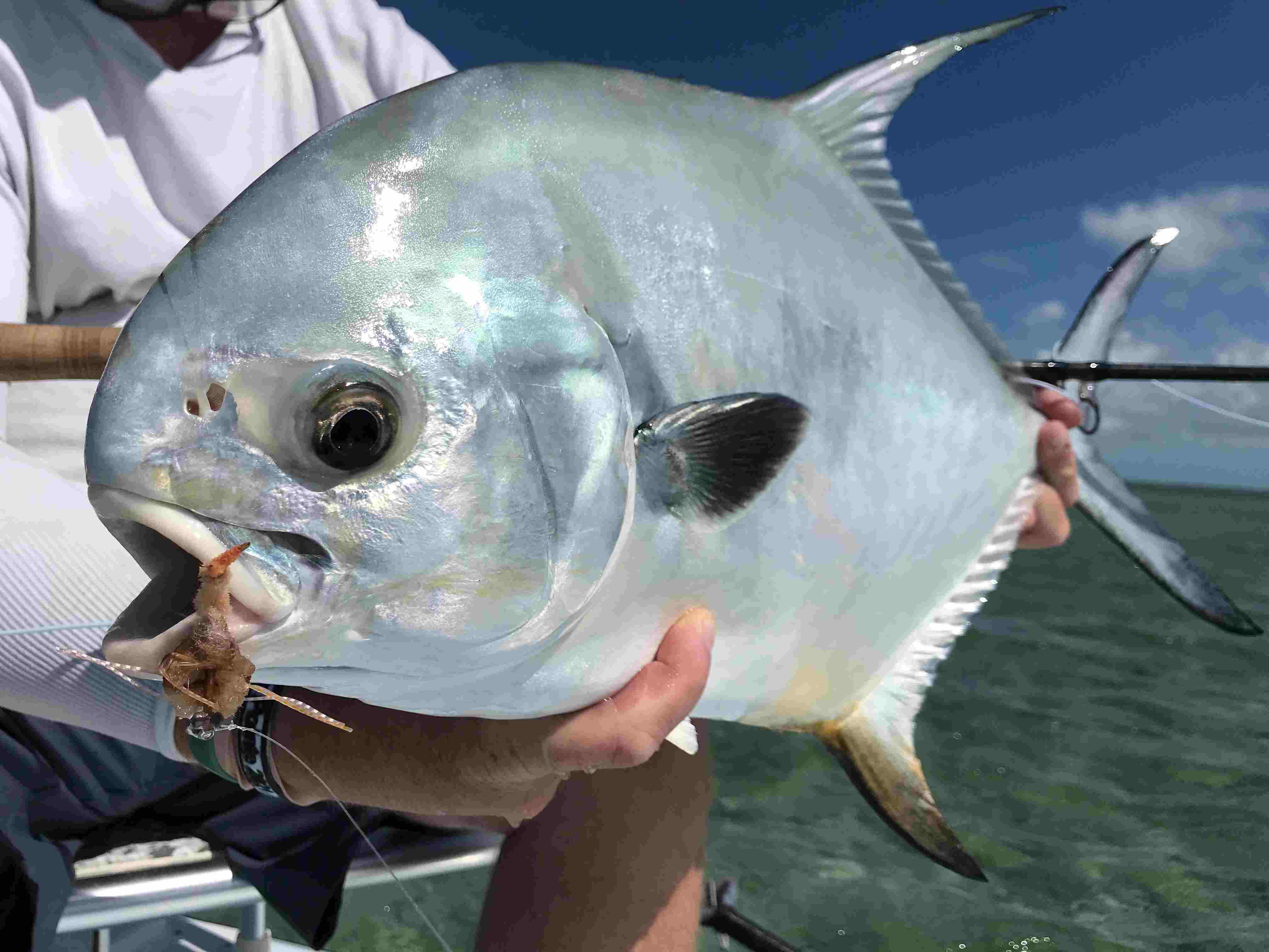 Fly fishing for permit in the Florida Keys and Key West
