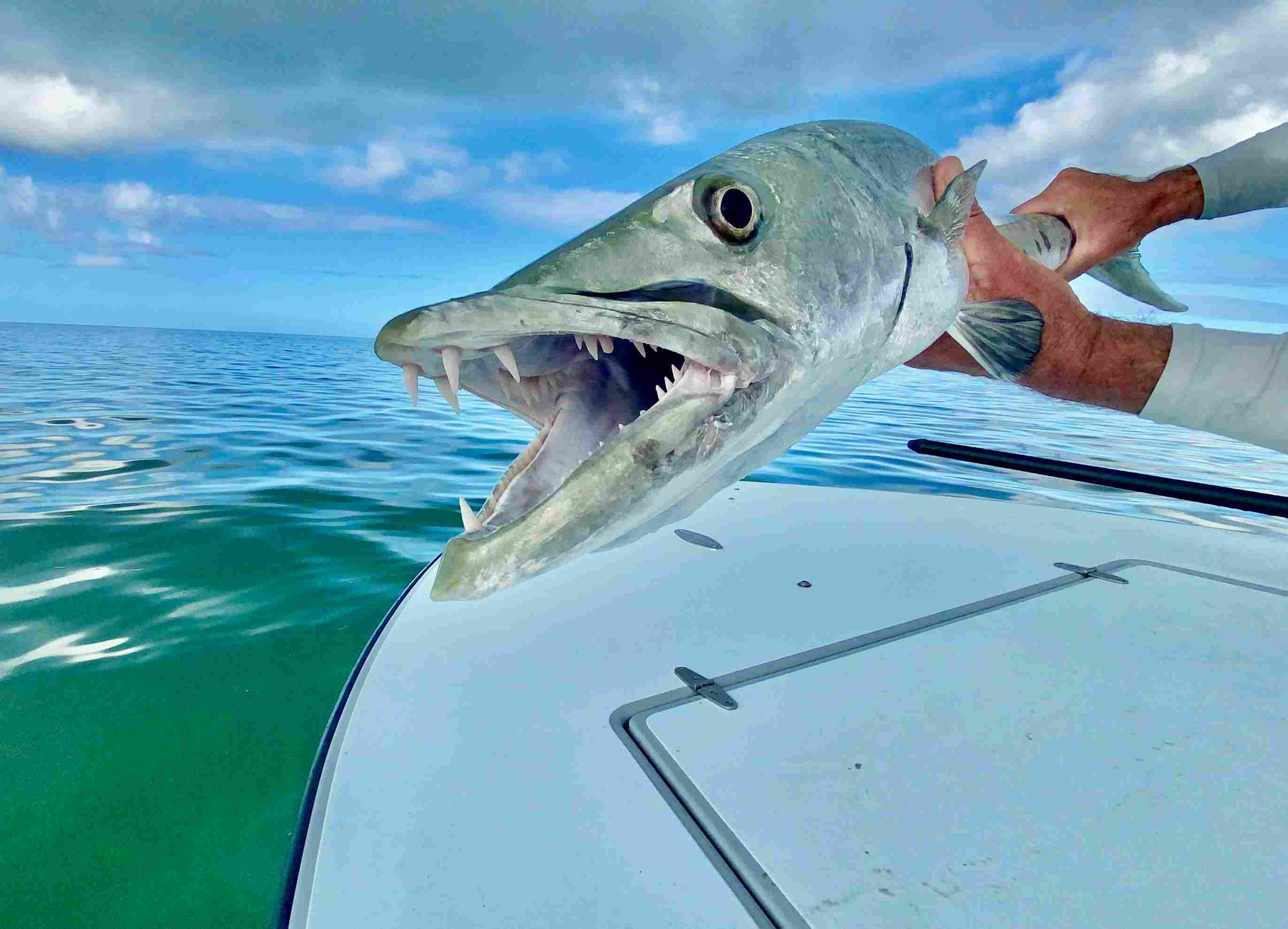 Barracuda fishing in the Florida Keys and Key West explained