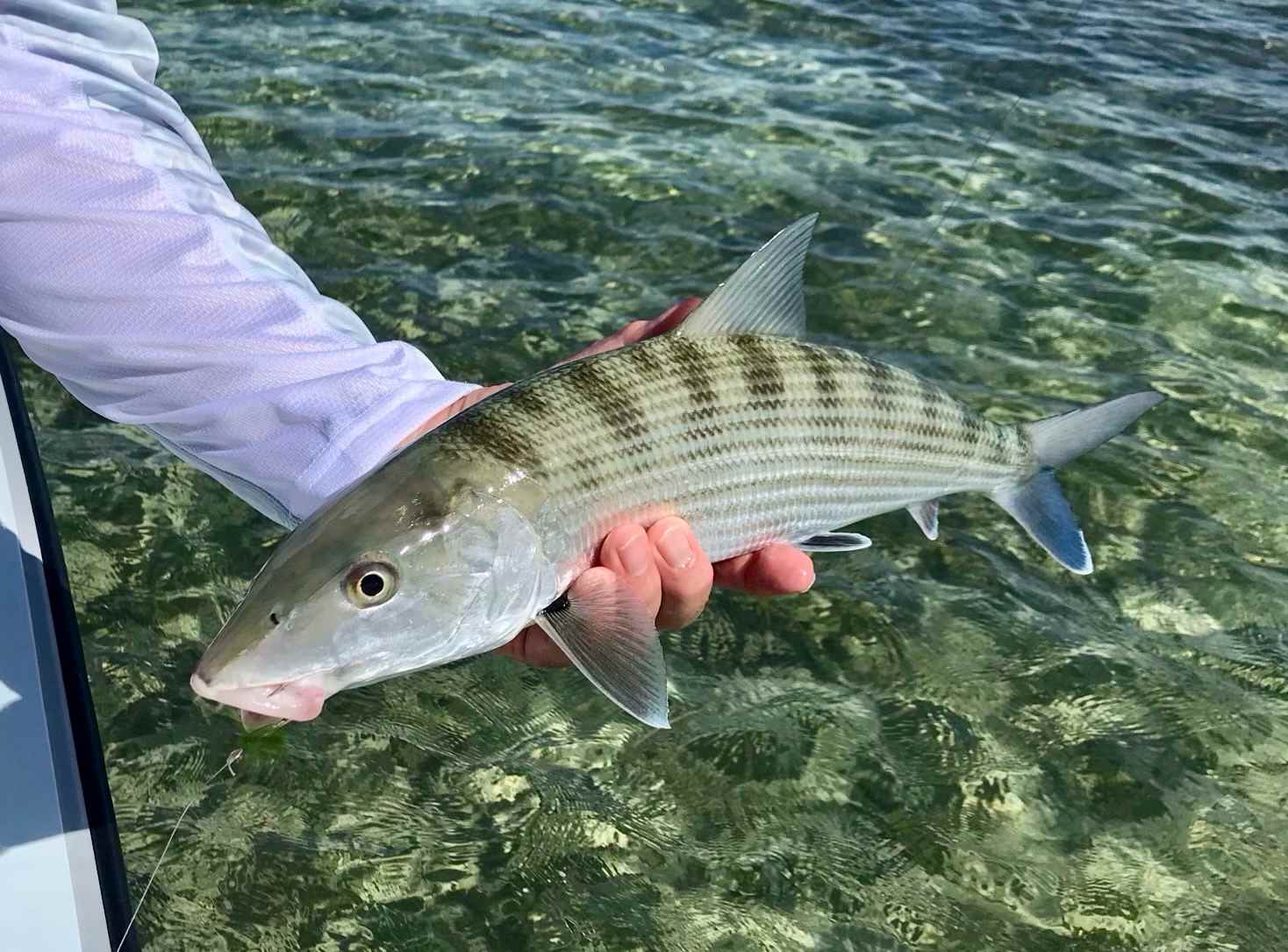 Bonefishing information for the Florida Keys and Key West