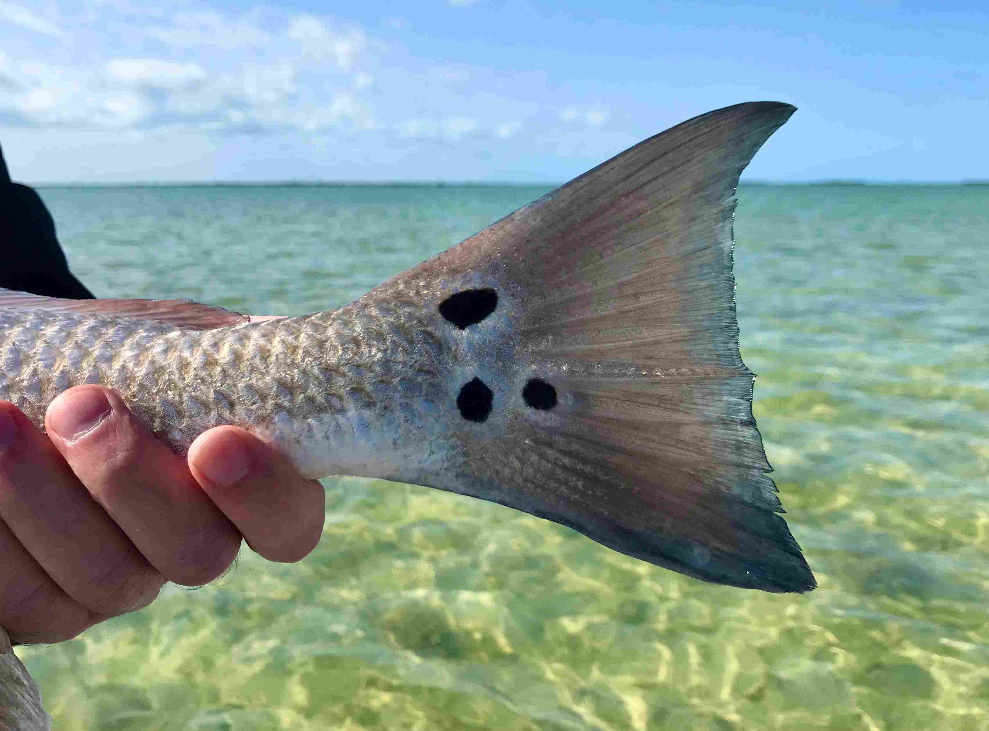 Family fun fishing in the Florida Keys and Key West