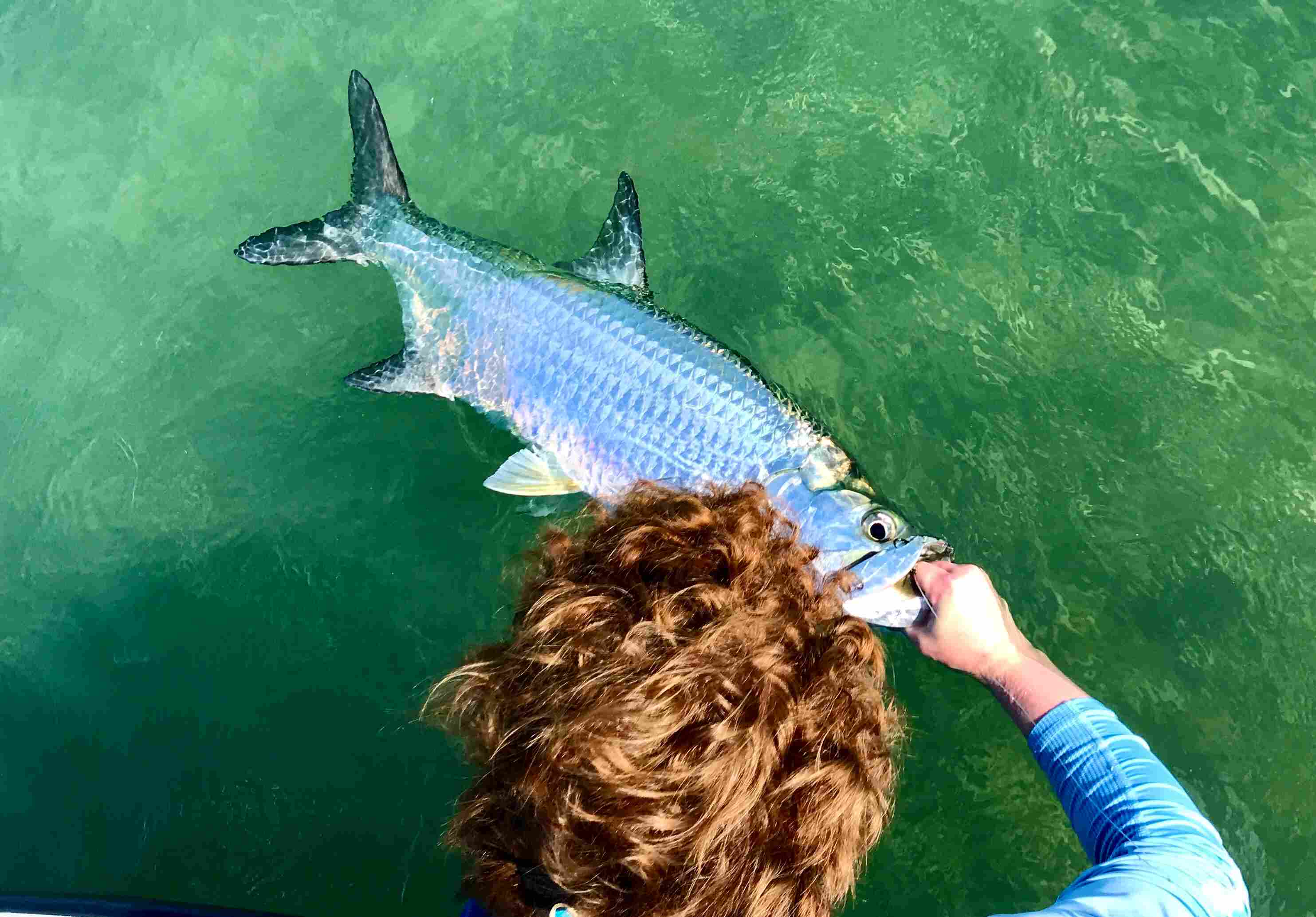 All about tarpon fishing in the Florida Keys and Key West