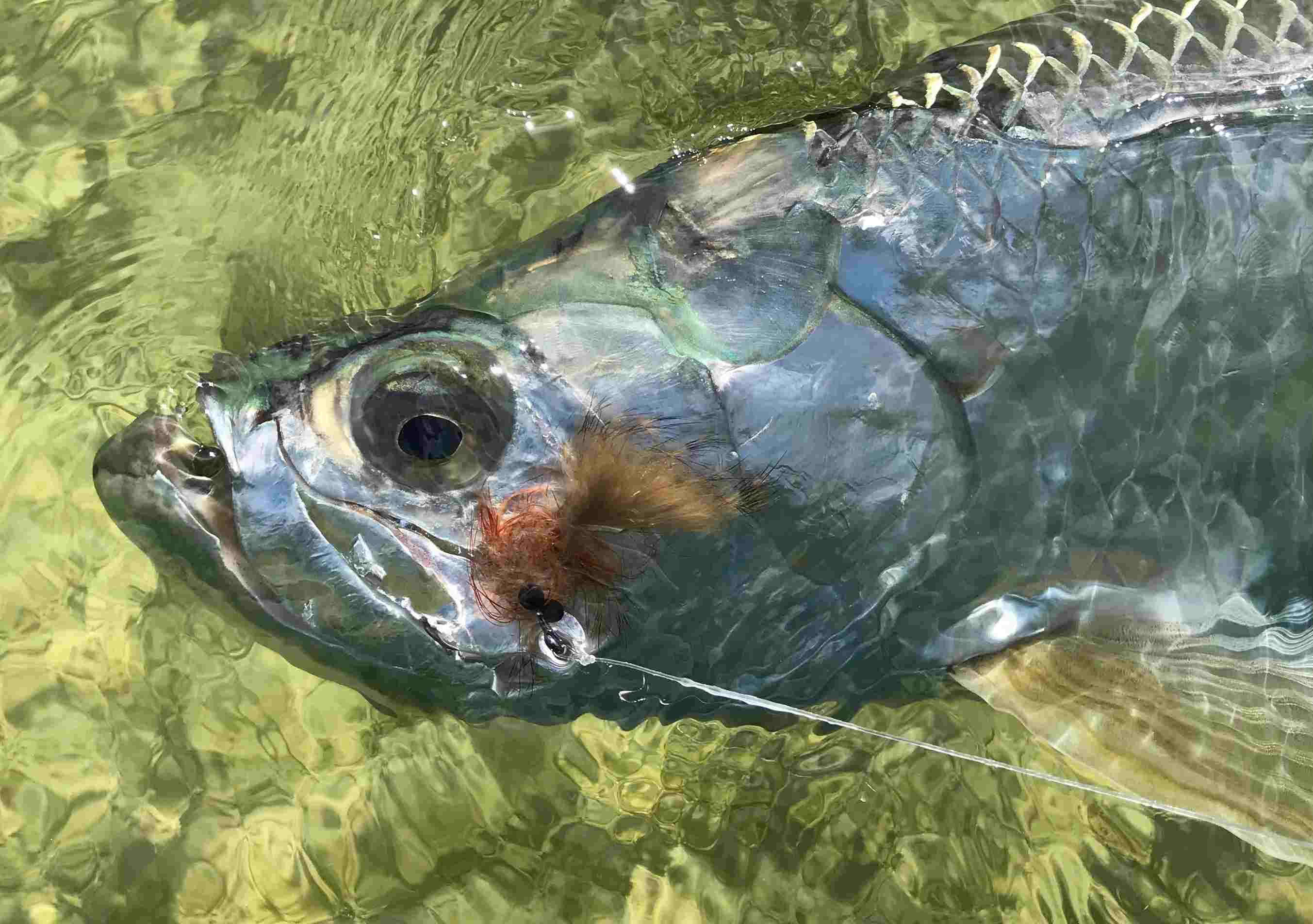 A tarpon caught fly fishing the Florida Keys flats and backcountry