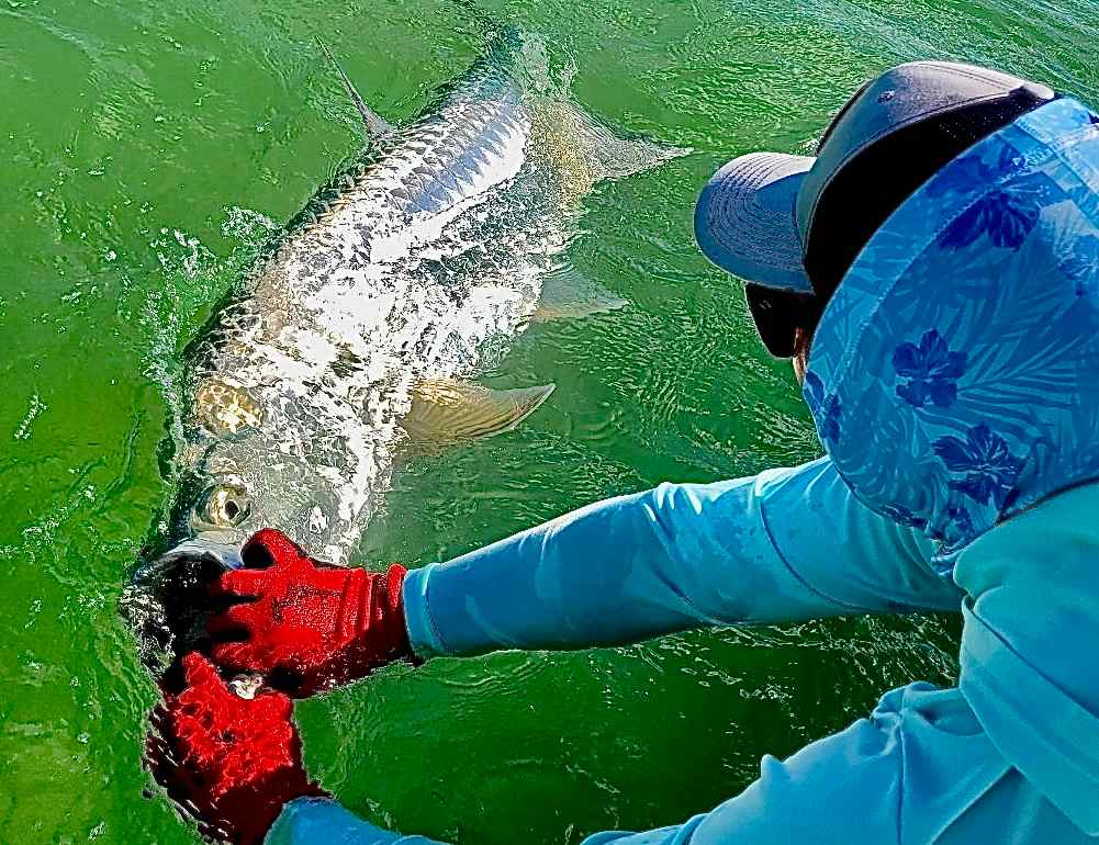 Tarpon fishing guide releasing a big tarpon while on charter