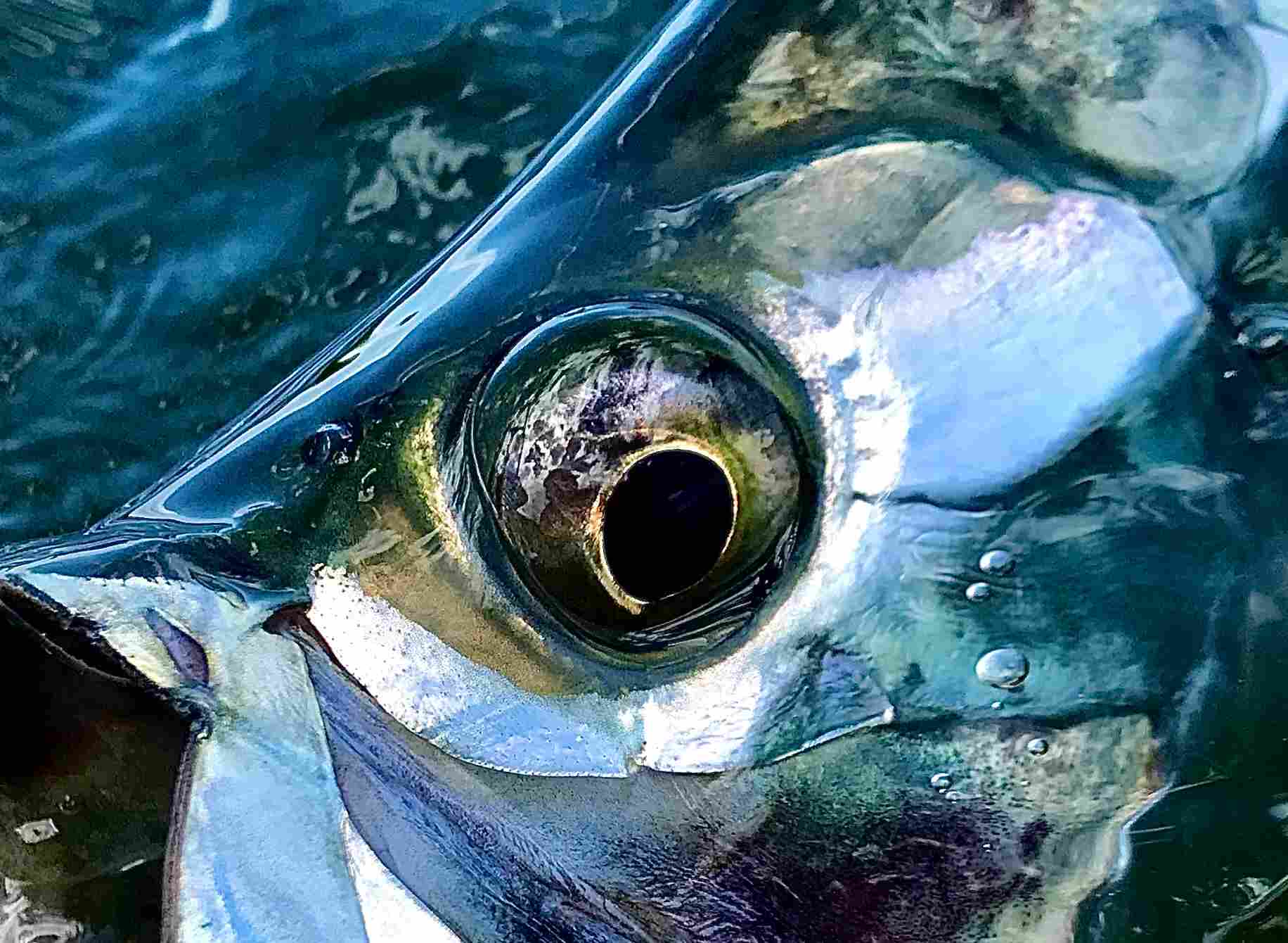 Key Flat Charters Florida Keys Flats and Backcountry Fishing Guide